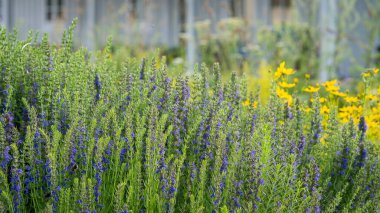 Hyssop (Hyssopus officinalis) bitki bahçesinde çiçek açar. Hyssopus officinalis, tıbbi bitki, iyi bal bitkisi, aromatik sos. Pankart.