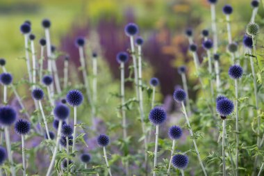 Bahçe sınırında Echinops ritro 'Veitch' s Blue '. Çiçekli devedikeni 'Veitch' in Mavisi '. 