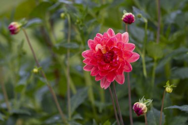 Aleve benzeyen yıldız çiçeği, Dahlia 'Firepot'. Yazın bahçede, Dahlia 'Firepot' un çiçeklerine yakın..