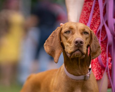 Vizsla parkta duran av köpeği. Vizsla 'nın portresi Macar Vizsla, Macar Vizsla veya Macar Pointer olarak da bilinir..