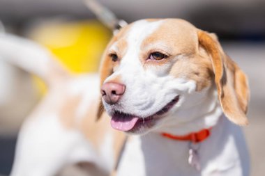 Outdoor portrait of a beautiful Beagle dog. Beagle dog portrait in a sunny summer day. Closeup portrait of a purebred Beagle dog on the stone pavement.