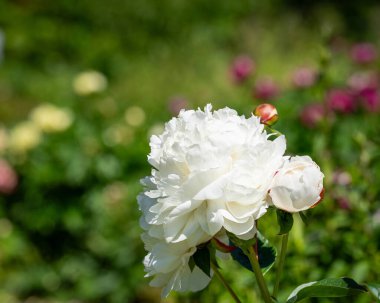 Paeonia lactiflora 'nın beyaz çifte çiçeği. Paeonia laetiflora 'Elsa Sass'. Bahçede çiçek açan şakayık.