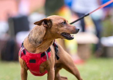 The Miniature Pinscher, also known as the Dwarf Pincher and Mini Pin on the leash. Stag red Miniature Pinscher dog outdoor portrait.