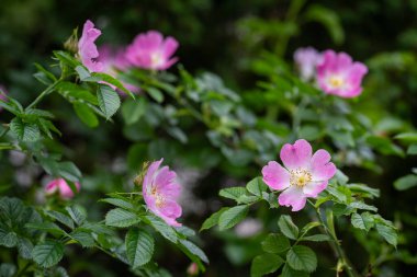 Pink wild rose flowers background. Rosa rubiginosa (sweet briar, sweetbriar rose, sweet brier or eglantine).