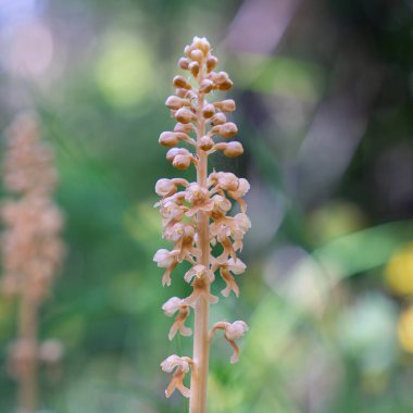 Bird`s Nest Orchid (Neottia nidus-avis). Flower spike in woodland.  A non-photosynthetic plant.