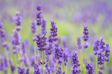 Close up od Lavandula angustifolia Hidcote Blue. Lavandula (lavender) ornamental plant in cottage gerden with dark blue and violet flowers. Wallpaper.