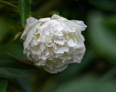 Peony background. White peony flower on a blurred green background. Coseup of white peony flower in full bloom on dark green background. Soft focus.