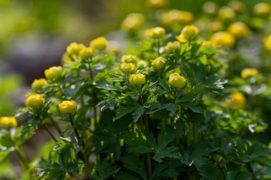 Rich-yellow, bowl-shaped globeflower on a sunny spring day. Yellow globeflower, Trollius x cultorum  flowers in close up with a background of blurred
