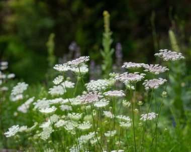 Wild Carrots (Daucus carota) also known as bird's nest, bishop's lace, and Queen Anne's lace on green background. Carrot flowers in backyard garden.