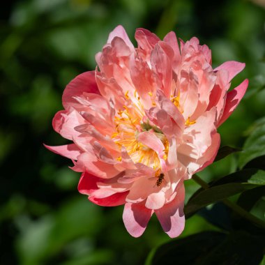 Semi-double pink peony flower. Peony Coral Charm.  Peony flower background. Wallpaper.