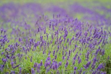 Tarlada açan kokulu lavanta çiçekleri. Lavanta (lavandula officinalis). Bulanık lavanta çiçeği arkaplanı.