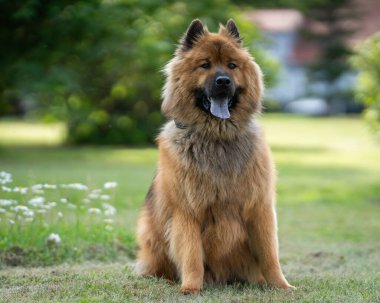 An Eurasier or Eurasian dog with a full red coat. Rare breed. Senior dog. Portrait of adult dog.