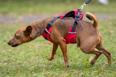 The Miniature Pinscher, also known as the Dwarf Pincher and Mini Pin on the leash. Stag red Miniature Pinscher dog outdoor portrait.