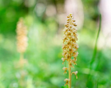 Bird`s Nest Orchid (Neottia nidus-avis). Flower spike in woodland.  A non-photosynthetic plant.