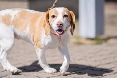 Outdoor Portrait of a beautiful Beagle dog. Beagle dog portrait in a sunny summer day. Closeup portrait of a purebred Beagle dog on the stone pavement