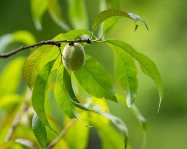 Closeup of a green peach fruit, Prunus persica, developing on a tree branch. Peach tree branch with green leaves and unripe fruit in the orchard on a sunny day. Green background.