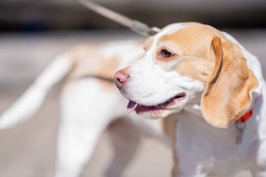 Outdoor Portrait of a beautiful Beagle dog. Beagle dog portrait in a sunny summer day. Closeup portrait of a purebred Beagle dog on the stone pavement