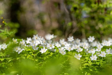 Güneşli bir günde (anemone nemorosa) odun şakayığı. Beyaz kır çiçeği arka planı. Eski şehir parkı. Yaban çiçeği çayırı. Duvar kağıdı. Seçici odak.