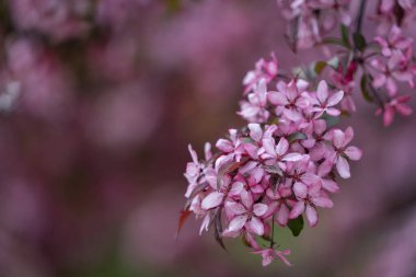 Purple blossoming of paradise apple or crab apple tree in spring park. Purple blossom background. A blooming branch of a Malus sargentii, the Sargent crabapple or Sargent's apple. 