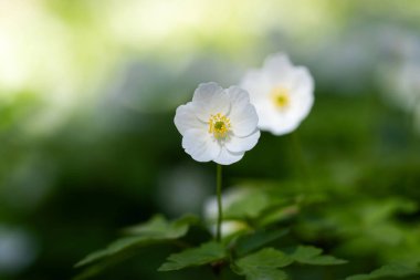 Güneşli bir günde (anemone nemorosa) odun şakayığı. Beyaz kır çiçeği arka planı. Eski şehir parkı. Yaban çiçeği çayırı. Duvar kağıdı. Seçici odak.