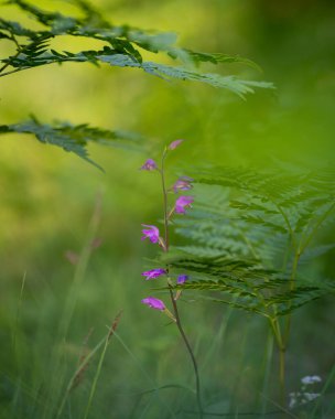 Midsummer background. Flowering red helleborine between ferns on the midsummer. Orchid Red helleborine (Cephalanthera rubra) on green background.