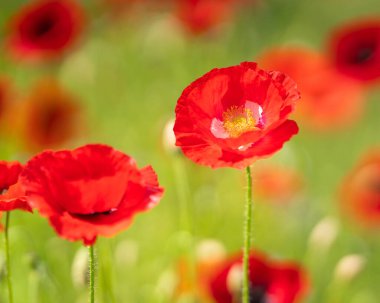 Red poppy flower close up on blurry poppy field background. Field Poppy (papaver rhoeas), also known as Common Poppy, close up of a single flower.