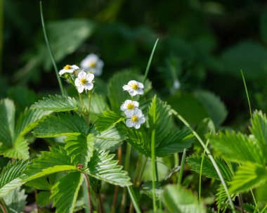 Çiçekli yabani çilek bitkisi, beyaz çiçekli yeşil çalı. Vahşi çiçek arka planı. Çilek tomurcuklanan (Fragaria vesca).