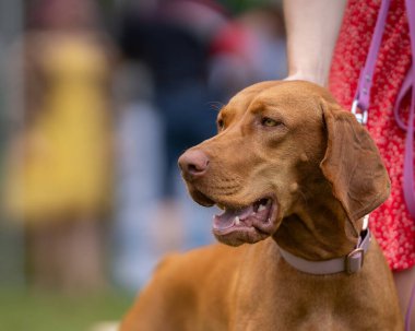 Vizsla parkta duran av köpeği. Vizsla 'nın portresi Macar Vizsla, Macar Vizsla veya Macar Pointer olarak da bilinir.