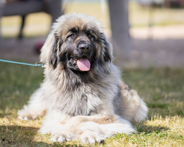 Purebred Leonberger dog photographed outdoors on a sunny summer day. Portrait of a sand-colored Leonberger giant breed dog.