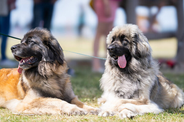 Couple Leonberg lying on gras. Dogs of the Leonberger breed lying in a meadow.