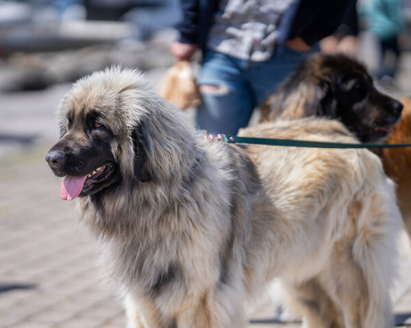 Purebred Leonberger dog photographed outdoors on a sunny summer day. Portrait of a sand-colored Leonberger giant breed dog.