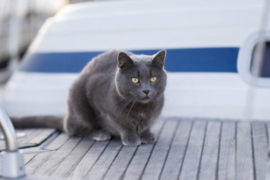 Bir yelkenlinin güvertesinde yatan koyu gri kedi. Yelkenlideki kısa saçlı kedi..