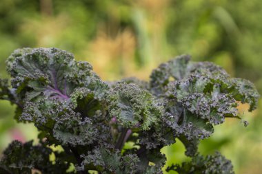 Kızıl Kale, Brassica oleracea, organik bir bahçede yetişir. Dekoratif brassica oleracea, çeşitli kıvırcık kırmızısı. Sonbahar bahçesinde çok renkli dekoratif lahana..