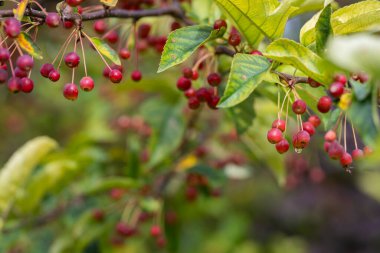 Close up of red crab apples, wet with  dew drops on tree branch.  Background with crabapple branch and fruits. Ornamental gardening.