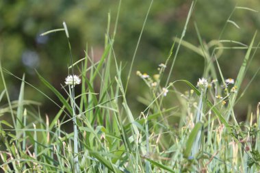 Canlı yeşil bir alanda çiçek açan uzun otların ve kır manzarasının basitliğini ve doğal güzelliğini yansıtan küçük kır çiçeklerinin sakin bir yakın çekimi..