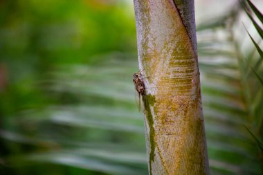 Fotoğraf, bir ağacın gövdesine yapışan ve yemyeşil bitki örtüsüyle çevrili bir ağustos böceğinin ve doğal ortamının detaylarını vurgulayan bir ağustos böceğini gösteriyor..