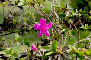 Fotoğrafta yeşil yapraklar ve dallarla çevrili canlı pembe bir çiçek var. Yumuşak doğal bir arka plan üzerine kurulmuş, narin güzelliğini vurguluyor..
