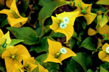 Fotoğraf, yeşil yapraklarla çevrili, narin beyaz merkezli parlak sarı çiçekleri yakalar ve doğal bir ortamda canlı ve uyumlu bir kompozisyon yaratır..