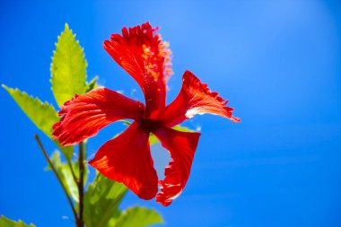 Fotoğraf parlak mavi bir gökyüzüne karşı açan canlı kırmızı bir amber çiçeği yakalar, yeşil yapraklar kontrastı sağlar, çarpıcı ve doğal bir bileşim oluşturur..