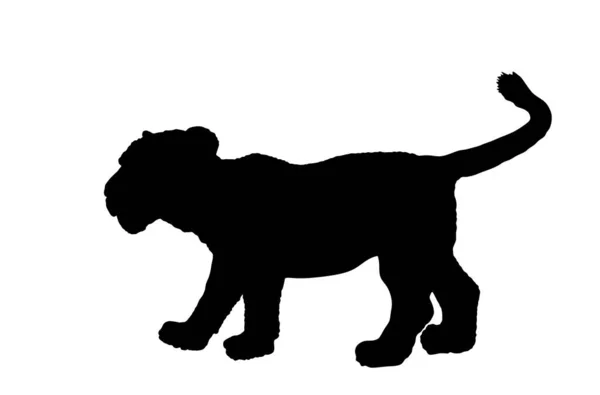 Baby Lion Jungtier Vektor Silhouette Illustration Isoliert Auf Weißem Hintergrund — Stockvektor