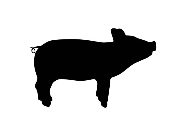 在白色背景下孤立的小猪矢量轮廓图解 猪肉肉 肉铺壁纸海报 农场动物的象征家猪 繁殖野猪 有机食品 小猪符号 — 图库矢量图片