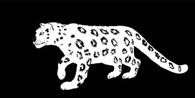 Snow leopard vector illustration isolated on black background. Wild cat in hunt lurking pray. Panther symbol. Silent predator.