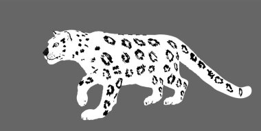 Kar leoparı vektör çizimi arka planda izole edildi. Vahşi kedi pusuya yatmış dua ediyor. Panter sembolü. Sessiz yırtıcı..