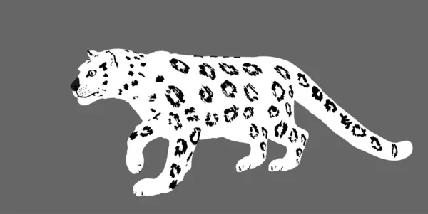 Ilustración Vectorial Leopardo Nieve Aislada Sobre Fondo Gato Salvaje Caza — Vector de stock
