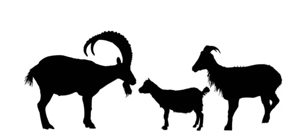 山地阿尔卑斯山山羊矢量轮廓图解分离在白色背景 野生动物的象征 雌雄同体的山羊夫妇 雄性和雌性与山羊交配 自然栖息地阴影下的野生动物家庭 — 图库矢量图片