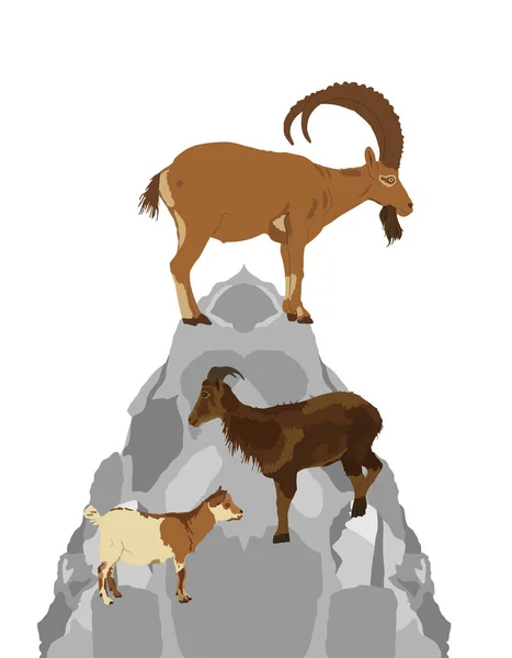 Cabras Alpes Montanhosos Sobre Rocha Topo Ilustração Vetorial Montanhosa Isolada —  Vetores de Stock