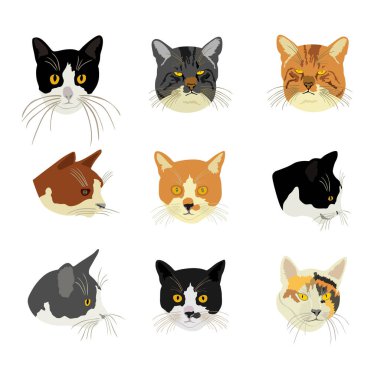 Birçok kedi grubu beyaz arka planda izole edilmiş vektör illüstrasyonuna maruz kalır. Kedi ailesi. Sevimli dost hayvanlar..