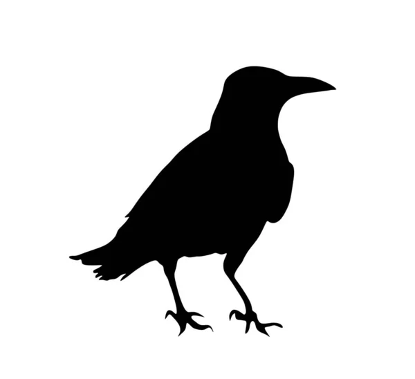 Crow Vektor Silhuett Isolerad Vit Bakgrund Svart Fågel Korp Symbol — Stock vektor