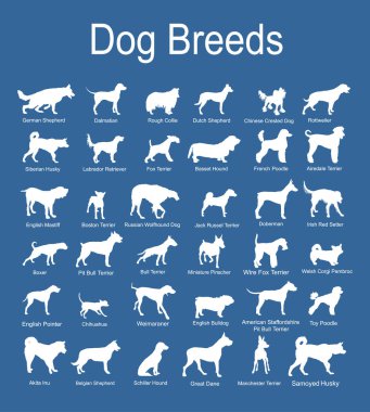 Large dog breed set collection vector silhouette illustration isolated on blue background: pit bull terrier, wire fox terrier, welsh corgi Pembroke , cardigan, Manchester terrier... Dog shape shadow.