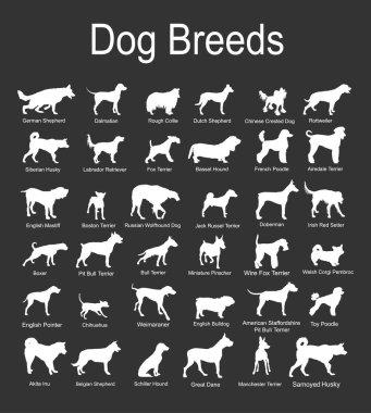 Büyük köpek cinsi koleksiyon vektör silueti çizimi siyah arka planda izole edildi: pitbull terrier, tel tilki terrier, welsh corgi Pembroke, hırka, Manchester terrier köpek şekli gölge....